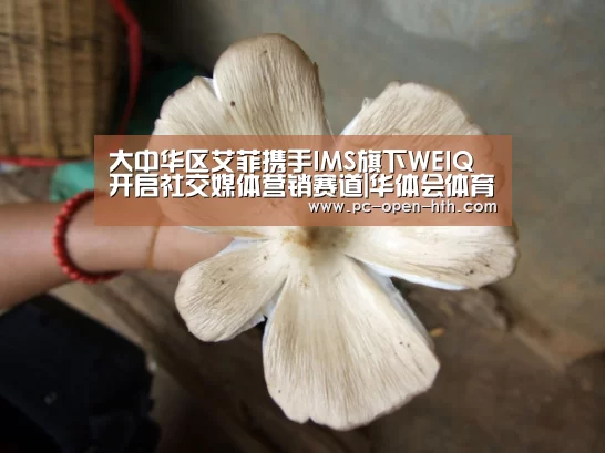 大中华区艾菲携手IMS旗下WEIQ开启社交媒体营销赛道|华体会体育APP下载官网(图1) 华体会体育官方平台